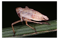 FLOW planthopper fulgoroidea fulgoromorpha insect